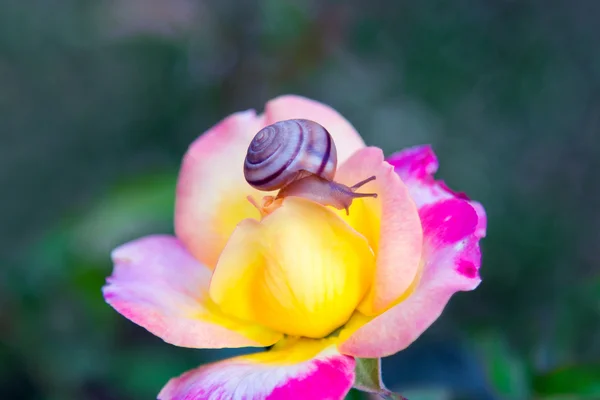 Escargot sur fleur de rose — Photo