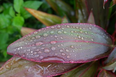 Aynı zamanda hajuang olarak da bilinen kırmızı ve siyah renkleriyle çok güzel bir bitkinin fotoğrafı. Çiğ suyu var..