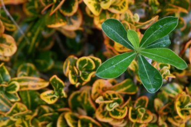 Genç Adenium bitkisi, yaygın olarak çöl gülü olarak bilinir..