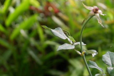 Bahçede güzel pembe güller, ağaçlar, düşmüş çiçekler.,