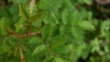 Rüzgar gülü ağacı çok güzeldir.