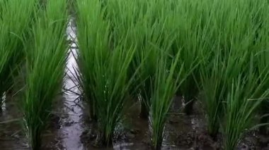 Şiddetli yağmur sırasında yeşil pirinç tarlası atmosferi, bulutlar