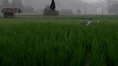 Şiddetli yağmur sırasında yeşil pirinç tarlası atmosferi, bulutlar