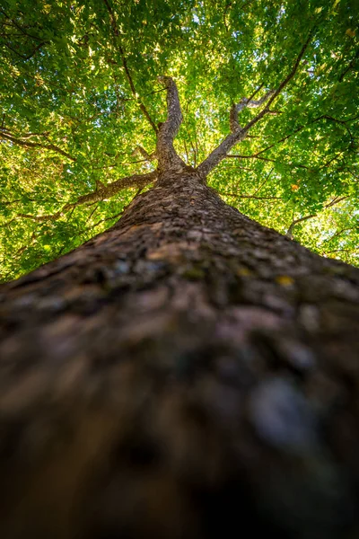Majestic tree viewed from below with rough textured trunk and green leafy canopy glowing in sunlight during summer