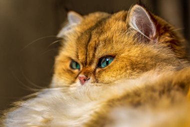 Close-up portrait of a British Longhair cat with emerald green eyes and golden fur in soft warm light showcasing detailed texture and calm expression
