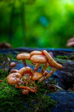 Cluster of Wild Mushrooms Growing on Moss-Covered Log in Lush Green Forest