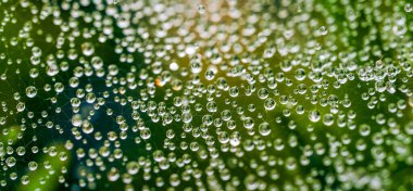 Örümcek ağındaki su damlacıklarının yakın çekim makro görüntüsü yumuşak yeşil arka planı bulanık ve doğal ışıkta parlıyor.