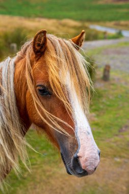 Kırsal bir bölgede uzun sarı yeleli güzel kahverengi bir midillinin yakın çekimi.