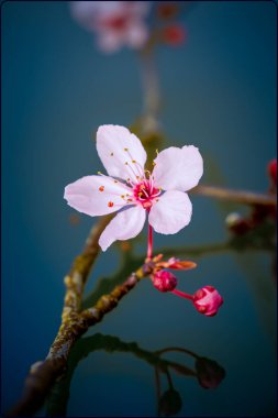 Narin Pembe Çiçek Baharda Yumuşak Mavi Arkaplanlı Dalda