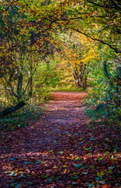 Renkli Sonbahar Ormanı Yolu Düşmüş Yapraklarla kaplı