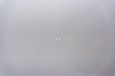 İki Uzak Ördek Durgun Göl 'de Yüzüyor Etrafı Yoğun Sabah Sisleriyle çevrili Minimal Sakin Manzarada