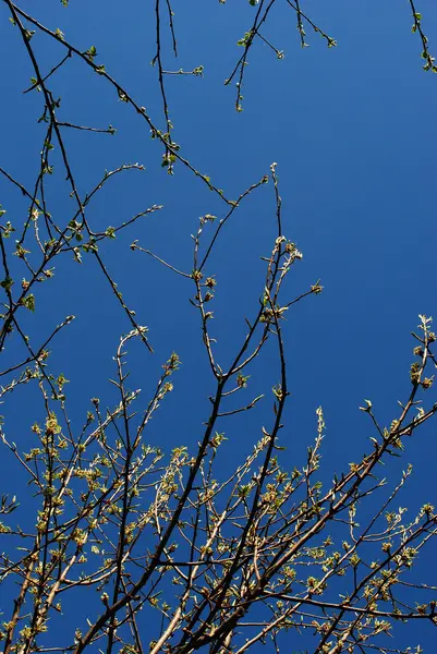Весняні бруньки проти блакитного неба — стокове фото
