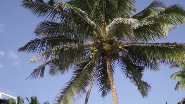 Пальмы Шри-Ланки — стоковое видео