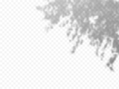 Gerçekçi Vektör şeffaf kaplama dal yapraklarının mavi gölgesi.