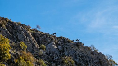 Fransa 'nın Hautes-Alpes dağlarındaki dik kireçtaşı sırtında, açık mavi gökyüzü altında beş kireçtaşı (Rupicapra rupicapra) grubu..