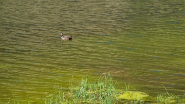 Tek bir dişi Mallard ördeğinin yatay görüntüsü (Anas platyrhynchos) yüksek irtifadaki yeşil, hafifçe desenli suda yüzüyor..