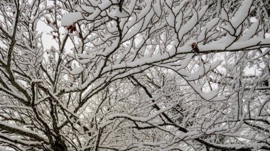 Natural winter texture. A chaotic yet beautiful network of black tree branches heavily laden with fresh white snow creates a high-contrast abstract pattern.