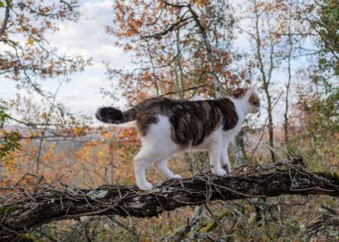 A domestic tabby cat demonstrating agility and focus while balancing on a gnarled tree branch. Conceptual image of skill, precision, risk, and stability in a challenge.