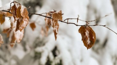 Şiddetli karda bir dala yapışan kuru, kahverengi yaprakların kavramsal görüntüsü dayanıklılığı, hayatta kalmayı, dayanıklılığı ve sonbahar ile kış arasındaki geçişi sembolize eder..