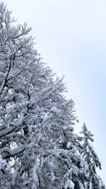 Yoğun, yoğun, karla kaplı bir ağaç gölgesinin düşük açılı görüntüsü, metin için temiz kopya alanı olan parlak, nötr bir gökyüzüne karşı karmaşık bir kış dokusu yaratıyor..