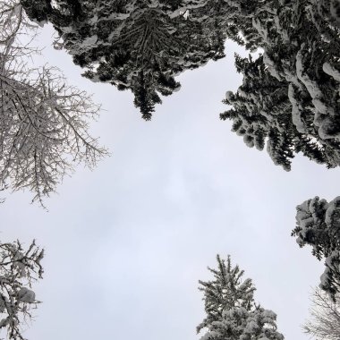 Sanatsal, soyut ve yüksek kontrastlı görüntü, karla kaplı ağaç taçlarının doğal, karmaşık geometrisini kullanarak merkezi, sade bir beyaz gökyüzü arkaplanını çerçevelemek için