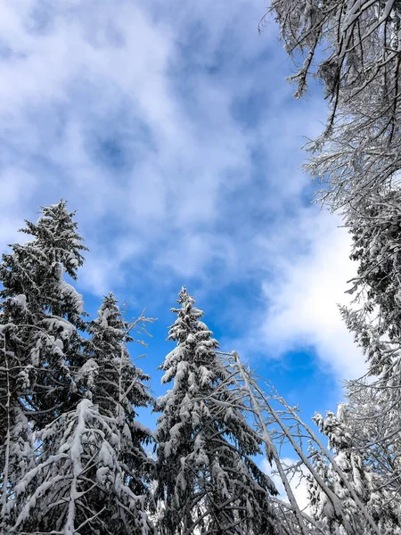 Dinamik, yaratıcı bileşim. Çam ağaçlarının karlı dallarını kullanarak derin, doymuş mavi gökyüzü ve yumuşak beyaz bulutlar etrafında doğal ve karanlık bir çerçeve oluşturuyorlar..
