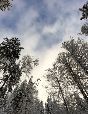 Sersemletici alçak açılı, dikey çekim. Yoğun, karla kaplı ağaçların arasından gökyüzünün dramatik mavi ve beyaz sisli ortasındaki taçlara bakıyor..