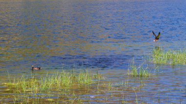 Doğal ortamda iki dişi Mallard ördeği (Anas platyrhynchos). Biri yüzer, diğeri Fransa 'daki Etang de Comte gölünün üzerinde uçar..