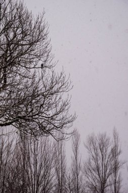 Bir saksağan kuşunun silueti, Pica pica, kasvetli, karlı kış gökyüzüne karşı, yaprak döken bir ağacın karanlık dallarına tünemişti..