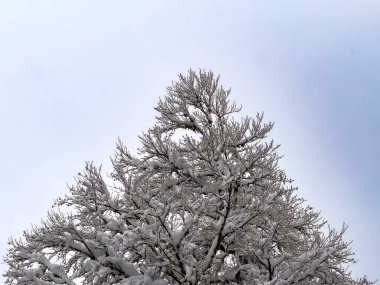 Klasik kompozisyon. Yaprak döken bir ağacın detaylı, karla kaplı tacı var. Soluk kış gökyüzüne çarpıcı bir siluet yaratıyor.