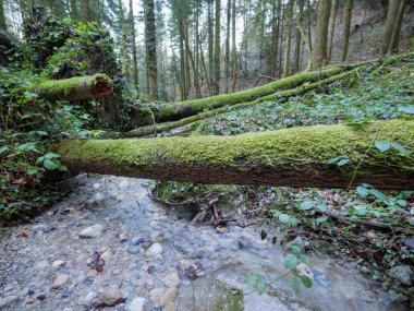 Bereketli yeşil bir ormanın geniş açılı manzarası. Yosun kaplı bir ağaç gövdesi, kristal berrak, sığ bir derenin üzerinde..
