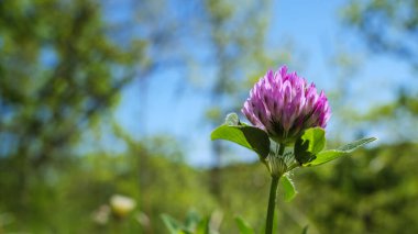 Tek bir pembe çiçek açar, kırmızı yonca çiçeği trifolium pratense, parlak, doğal bir alanda, yeni yaşamı, büyümeyi, tazeliği ve refahı temsil eder. Metin için yumuşak arkaplan.
