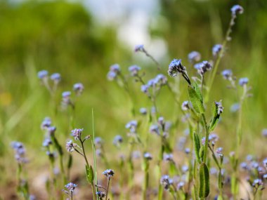 Fransa 'nın Quercy bölgesinde arka planda yetişen çimenli bir çayırda büyüyen açık mavi unutma beni kır çiçekleri (Myosotis türleri).