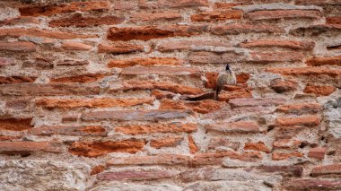 Genç bir ıslahevi serçesi - Passer domesticus - eskimiş turuncu bir tuğla ve havan topu duvarına tünemişti..