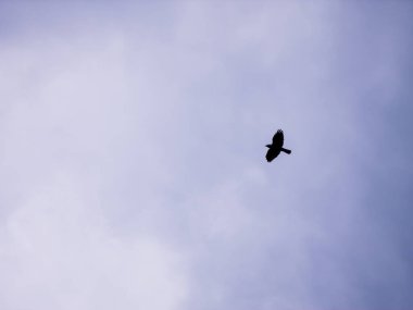 Bulutlu ve karamsar gri gökyüzüne karşı uçan bir kuşun minimalist silueti - doğa arka planı ve kopyalama alanı için mükemmel - insan yok.