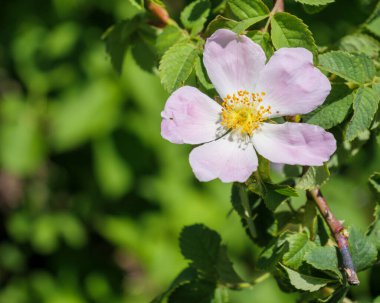 Güneşle aydınlanan güzel, pembe, vahşi bir gül baharda yeşil, bulanık bir arka plana karşı..