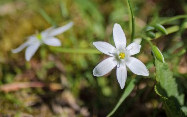 Beyaz bir Beytüllahim Yıldızı çiçeğinin (Ornithogalum umbellatum) sarı merkezli, yeşil çimenlere karşı canlı bir makro görüntüsü.