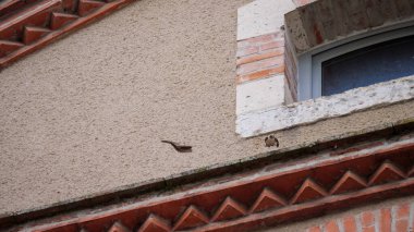 Avrasyalı bir Crag Martin, dekoratif kırmızı testere dişli bir binanın taş çıkıntısına tünemiş bir diğerine doğru uçuyor..