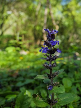 Quercy Ormanı 'nın gölgeli çalılıklarındaki koyu mavi-mor çiçek sapı ile daimi bitki Bugle' ın (Ajuga Reptans) ayrıntılı dikey görüntüsü.