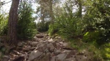 POV Yürüyüşçüsü Rocky Ormanında Yürüyor