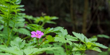 Parlak taç yaprakları, doğal güzelliği, büyümeyi ve baharın tazeliğini sembolize eden büyüleyici bir sardunya çiçeğinin (Geranium) yakın çekimi