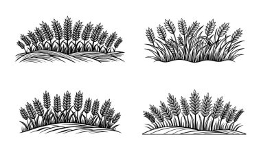 Siyah beyaz grafik tarzında buğday tarlalarının dört çizimi