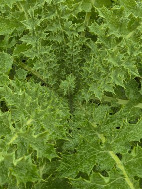 Küçük su damlacıklarıyla kaplı canlı yeşil yonca yapraklarının yakın görüntüsü, dinginliği, büyümeyi ve doğal yenilenmeyi çağrıştıran taze, doğal bir doku yaratıyor..