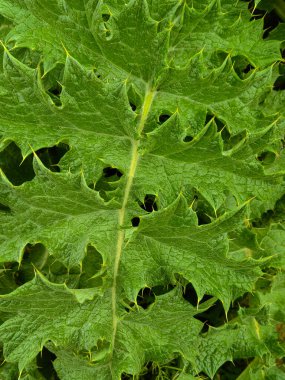 Küçük su damlacıklarıyla kaplı canlı yeşil yonca yapraklarının yakın görüntüsü, dinginliği, büyümeyi ve doğal yenilenmeyi çağrıştıran taze, doğal bir doku yaratıyor..