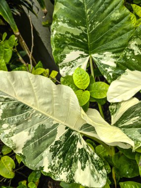 Taze Yeşil Bitki Yağmur Damlaları ile Yağmur Sonrası Yapraklar. Botanik Yeşillik Doğası. Duvar Kağıdı Poster Şablonu. Organik Kozmetik Sağlık Spa Çevre Koruma. Boşluğu Kopyala