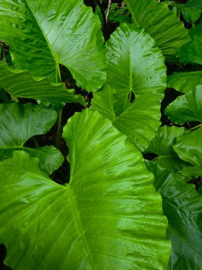 Derin yeşil yüzeylere karşı çarpıcı beyaz benekli çeşitliliğe sahip büyük, kalp şeklinde tropikal yaprakların yakın görüntüsü. Yeşillikler canlı bir yağmur ormanı atmosferi yaratıyor. Karmaşık damar şekillerini ve zengin botanik dokusunu vurguluyor.