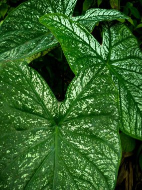 Derin yeşil yüzeylere karşı çarpıcı beyaz benekli çeşitliliğe sahip büyük, kalp şeklinde tropikal yaprakların yakın görüntüsü. Yeşillikler canlı bir yağmur ormanı atmosferi yaratıyor. Karmaşık damar şekillerini ve zengin botanik dokusunu vurguluyor.