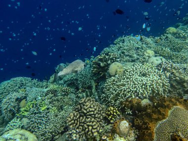 Değişik sert mercanlar ve açık mavi sularda yüzen küçük çizgili resif balıklarıyla dolu gelişen bir mercan resif ekosisteminin geniş sualtı görüntüsü. Sahne, zengin dokuları, deniz biyolojik çeşitliliğini ve tropikal bir okyanusun huzurlu güzelliğini yakalıyor.