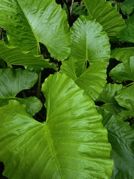 Derin yeşil yüzeylere karşı çarpıcı beyaz benekli çeşitliliğe sahip büyük, kalp şeklinde tropikal yaprakların yakın görüntüsü. Yeşillikler canlı bir yağmur ormanı atmosferi yaratıyor. Karmaşık damar şekillerini ve zengin botanik dokusunu vurguluyor.
