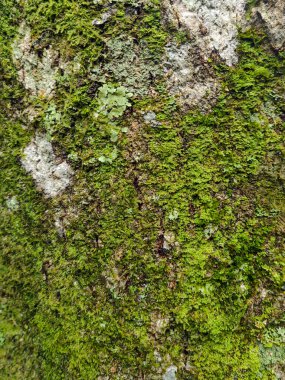 Nemli bir orman ortamında canlı yeşil yosunlarla kaplanmış desenli bir ağaç gövdesinin yakından görüntüsü. Rutubetli atmosfer, kabuğun zengin toprak tonlarını ve karmaşık detaylarını güçlendirir. Doğal yaşamla dolu sakin bir orman manzarası yaratır.